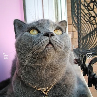 British Shorthair, Kedi  Duman fotoğrafı