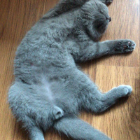 Scottish Fold, Kedi  Barney fotoğrafı