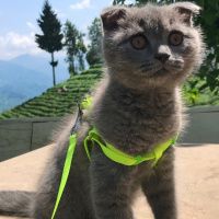 Scottish Fold, Kedi  Barney fotoğrafı