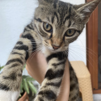 Tekir Kedi, Kedi  İsmi yok fotoğrafı