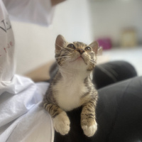 Tekir Kedi, Kedi  İsmi yok fotoğrafı