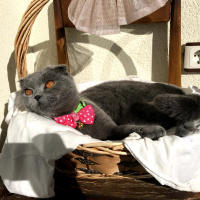 Scottish Fold, Kedi  layd fotoğrafı