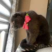 Scottish Fold, Kedi  layd fotoğrafı