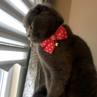 Scottish Fold, Kedi  layd fotoğrafı