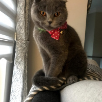 Scottish Fold, Kedi  layd fotoğrafı