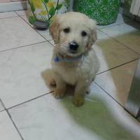 Golden Retriever, Köpek  hayta fotoğrafı