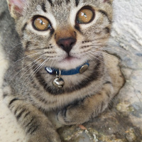 Tekir Kedi, Kedi  Marina fotoğrafı