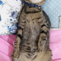 Tekir Kedi, Kedi  Marina fotoğrafı