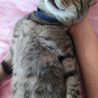Tekir Kedi, Kedi  Marina fotoğrafı