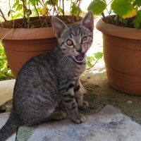 Tekir Kedi, Kedi  Marina fotoğrafı