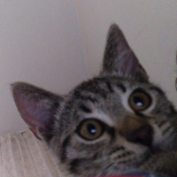 Tekir Kedi, Kedi  Marina fotoğrafı