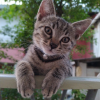 Tekir Kedi, Kedi  Marina fotoğrafı