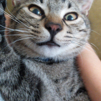 Tekir Kedi, Kedi  Marina fotoğrafı