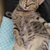 Tekir Kedi, Kedi  Marina fotoğrafı