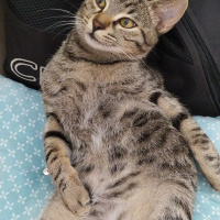 Tekir Kedi, Kedi  Marina fotoğrafı