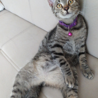 Tekir Kedi, Kedi  Marina fotoğrafı