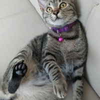 Tekir Kedi, Kedi  Marina fotoğrafı