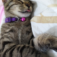 Tekir Kedi, Kedi  Marina fotoğrafı