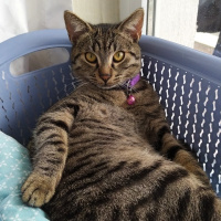 Tekir Kedi, Kedi  Marina fotoğrafı