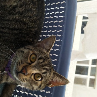 Tekir Kedi, Kedi  Marina fotoğrafı