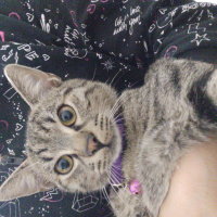Tekir Kedi, Kedi  Marina fotoğrafı