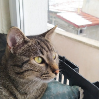Tekir Kedi, Kedi  Marina fotoğrafı
