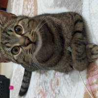 Tekir Kedi, Kedi  Marina fotoğrafı