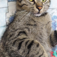 Tekir Kedi, Kedi  Marina fotoğrafı