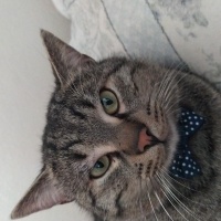Tekir Kedi, Kedi  Marina fotoğrafı
