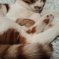 Sarman, Kedi  Frodo fotoğrafı