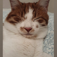 Sarman, Kedi  Frodo fotoğrafı