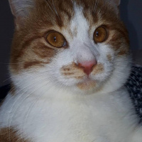 Sarman, Kedi  Frodo fotoğrafı