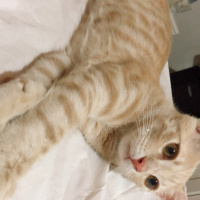 Tekir Kedi, Kedi  Miu fotoğrafı