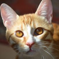 Sarman, Kedi  Mırmır fotoğrafı