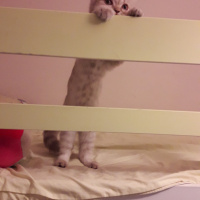 British Shorthair, Kedi  salep fotoğrafı