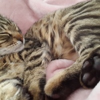 Tekir Kedi, Kedi  Pırrtık fotoğrafı