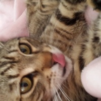 Tekir Kedi, Kedi  Pırrtık fotoğrafı