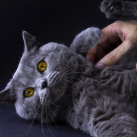 Scottish Fold, Kedi  Pisagor fotoğrafı