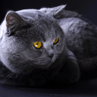 Scottish Fold, Kedi  Pisagor fotoğrafı