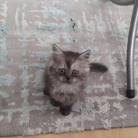 Chinchilla, Kedi  Gümüş fotoğrafı