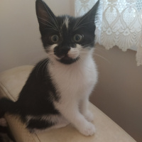 Tuxedo (Smokin) Kedi, Kedi  İsimsizler fotoğrafı