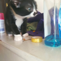 Tuxedo (Smokin) Kedi, Kedi  İsimsizler fotoğrafı