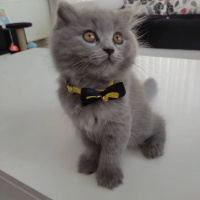 Scottish Fold, Kedi  Tesla fotoğrafı