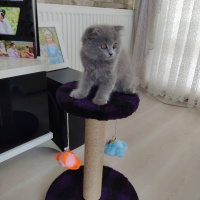Scottish Fold, Kedi  Tesla fotoğrafı