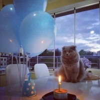 Scottish Fold, Kedi  Tesla fotoğrafı