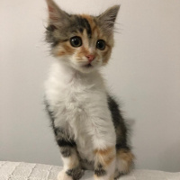 Tekir Kedi, Kedi  Tarçın fotoğrafı