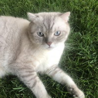 Scottish Fold, Kedi  Robinson fotoğrafı