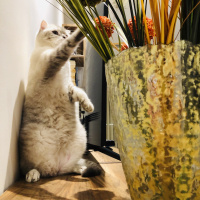 Scottish Fold, Kedi  Robinson fotoğrafı