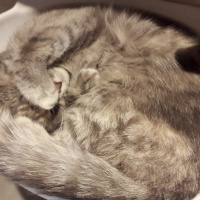 British Shorthair, Kedi  Mia fotoğrafı