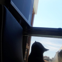 British Shorthair, Kedi  Mia fotoğrafı